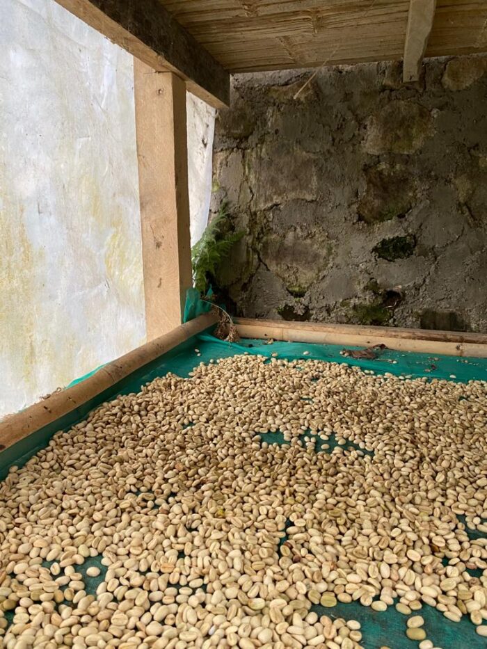 Arabica Coffee Beans - Image 6