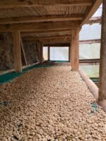 Arabica Coffee Beans - Image 8