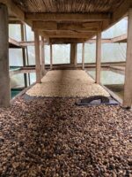 Arabica Coffee Beans - Image 9