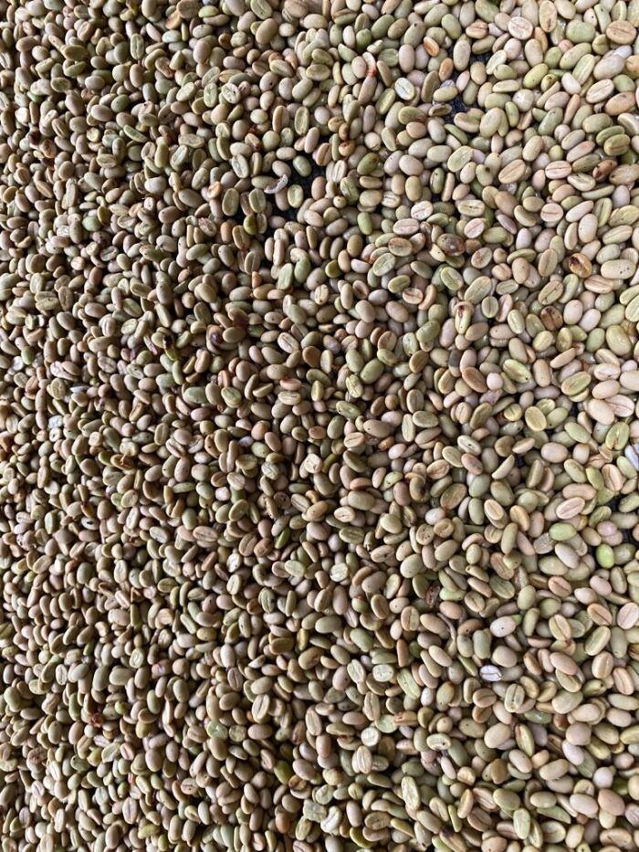 Arabica Coffee Beans - Image 10