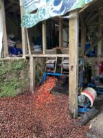 Arabica Coffee Beans - Image 3