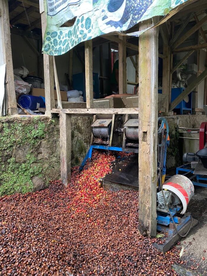 Arabica Coffee Beans - Image 3