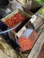 Arabica Coffee Beans - Image 2