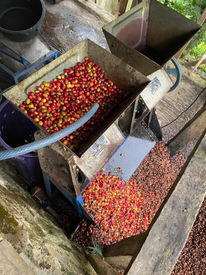 Arabica Coffee Beans - Image 2