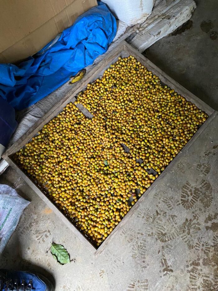 Arabica Coffee Beans - Image 5