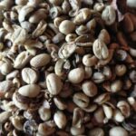 Coffee Beans Robusta