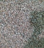 Green Beans - Image 2